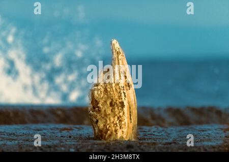 Forse questo moncone era una volta parte di una recinzione per mantenere i beachgoers sicuri, o forse ha tenuto un segno per tenere la gente via. Incorporato in un blocco di calcestruzzo su un frangiflutti giapponese. Foto Stock