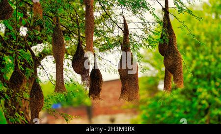 Golden hour shot, fuoco selettivo nido di uccello appeso su albero di Acacia. Foto Stock