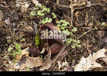 Cavolo Skunk. Foglie verdi in crescita delle prime piante primaverili del Wisconsin. Foto Stock