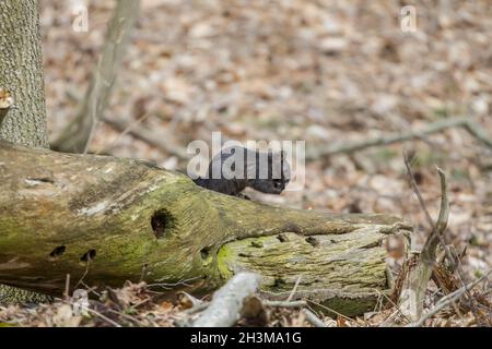 Scoiattolo grigio orientale, forma nera nel parco statale Foto Stock