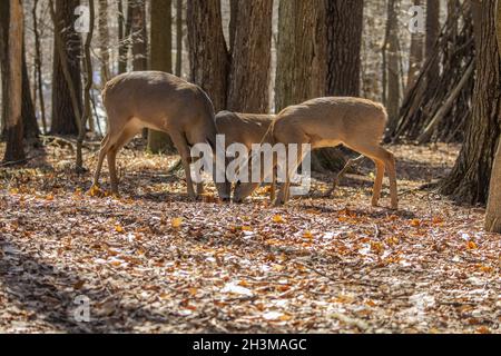 Cervi dalla coda bianca nella foresta primaverile. Foto Stock