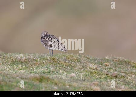 Un adulto che dorme Eurasian Curlew (Numenius arquata) su terreno di allevamento nel nord dell'Inghilterra in primavera Foto Stock