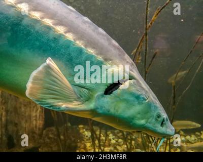 Primo piano di un gigantesco pesce turchese nell'acqua. Foto Stock