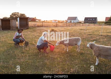 Figlia e nipote che guardano la donna anziana che alimenta le pecore sul campo Foto Stock