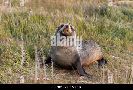 Nuova Zelanda Fur Seal, Kaikoura, Isola del Sud Foto Stock