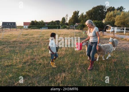 Donna anziana che tiene secchio mentre osserva il nipote con le pecore sul campo Foto Stock