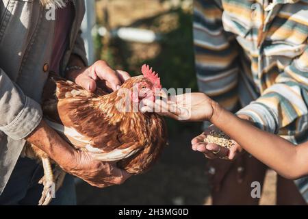 Immagine ritagliata del ragazzo che alimenta i grani al pollo con madre e nonna in giornata di sole Foto Stock