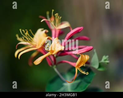 Primo piano di fiori colorati che fioriscono su una vite di nido d'ape. Foto Stock