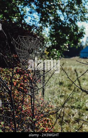 Il ragno di Dewy si inrete su cespugli illuminati al sole. Foto Stock