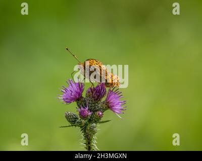 Verde scuro Fritillario che si alimenta su Knapweed Foto Stock