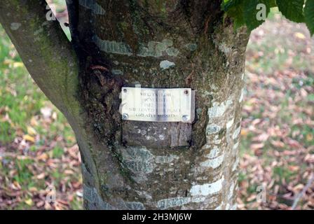 Albero commemorativo in Middle One Row, Darlington, County Durham Foto Stock