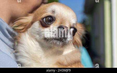 Primo piano ritratto di piccolo divertente mini chihuahua cane, cucciolo nelle braccia di un uomo Foto Stock