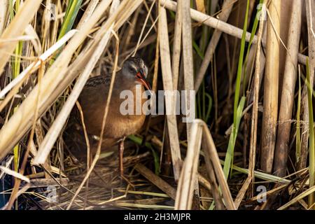 La Virginia rai (Rallus limicola) piccolo uccello d'acqua nella palude. Foto Stock