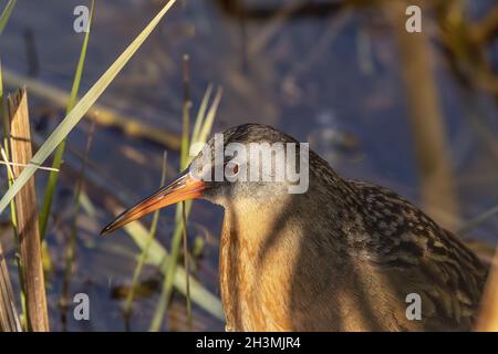La Virginia rai (Rallus limicola) piccolo uccello d'acqua nella palude. Foto Stock