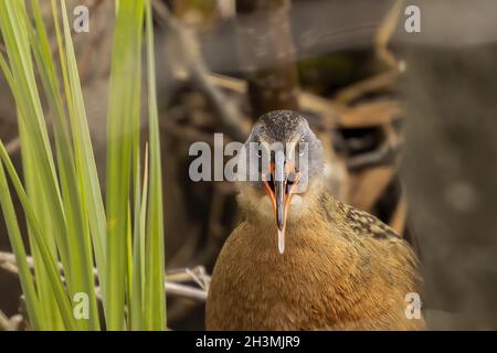 La Virginia rai (Rallus limicola) piccolo uccello d'acqua nella palude. Foto Stock