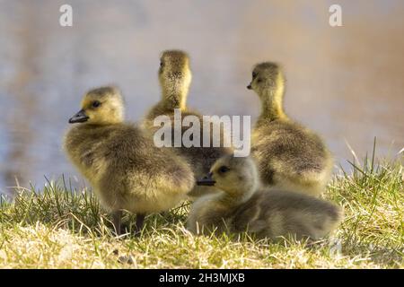 Oche. Imbragature di oche canadesi nel prato Foto Stock