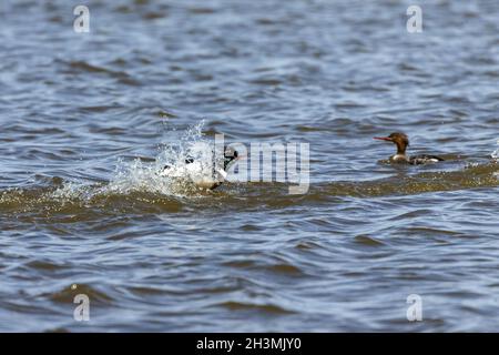 Merganser rosso Breast nuoto sul lago Michigan. Foto Stock