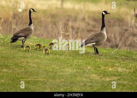 Oca canadese con gosling sul prato. Foto Stock