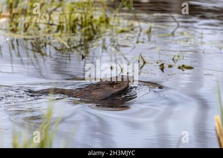 Il muskrat (Ondatra zibethicus) roditore semiacquatico originario del Nord America Foto Stock