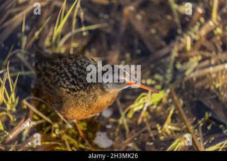 La Virginia rai (Rallus limicola) piccolo uccello d'acqua nella palude. Foto Stock