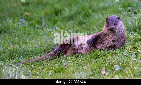 Una Otter europea si trova su una banca erbosa al British Wildlife Centre di Surrey Foto Stock