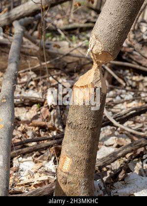 Quasi: Una spaccatura quasi tagliata attraverso da un castore: Un piccolo tronco di albero masticato da un castore fino a che non sta per cadere. Ancora in piedi fino alla sessione di taglio successiva. Foto Stock