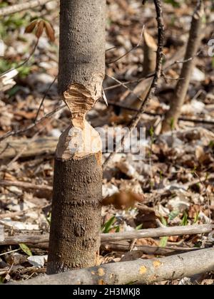 Quasi: Una spaccatura quasi tagliata attraverso da un castore: Un piccolo tronco di albero masticato da un castore fino a che non sta per cadere. Ancora in piedi fino alla sessione di taglio successiva. Foto Stock