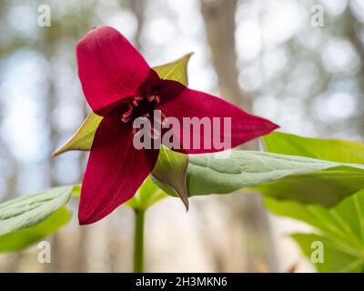 Trillium rosso che fiorisce nella foresta: Una fioritura solita di un trillium rosso annuito contro la tettoia fuori fuoco della foresta di cui sopra. Foto Stock