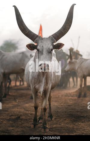 Mucca africana bianca con corna enormi Foto Stock