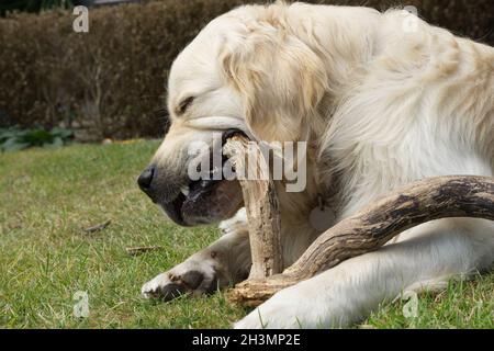 Golden Retriever cane godere masticare su un bastone di legno. Sdraiato su prato Foto Stock