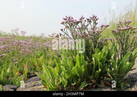 una bella pianta di lavanda di mare viola sta fiorendo alla parete di mare del mare di westerschelde alla costa olandese in zeeland in estate Foto Stock