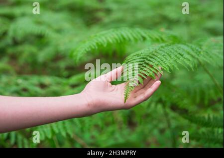 La mano femminile, con lunghe dita graziose tocca delicatamente la pianta, foglie di felce. Primo piano di una persona irriconoscibile. Foto Stock