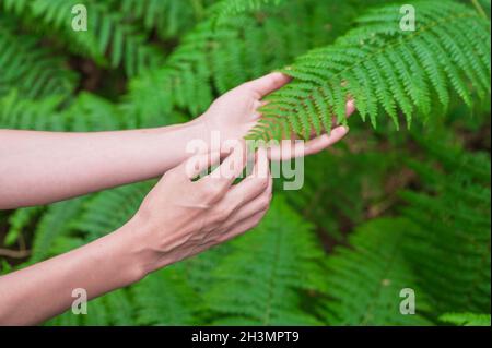 La mano femminile, con lunghe dita graziose tocca delicatamente la pianta, foglie di felce. Primo piano di una persona irriconoscibile. Foto Stock