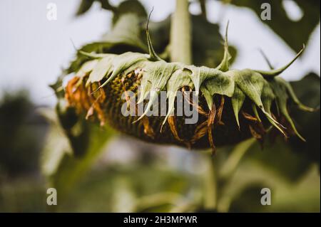 Fuoco selettivo sulla testa di girasole di caduta dopo che i petali si sono avviliti Foto Stock