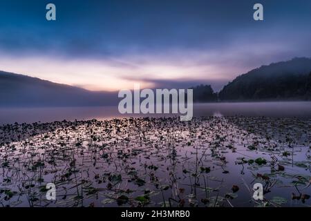 Lily PADS e canne attendono l'alba sul Red House Lake, Allegany state Park, Cattaraugus Co., New York, Foto Stock