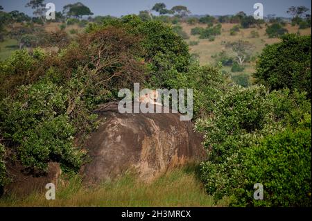 Maschio enorme Lion su un kopje, Serengeti National Park, sito patrimonio mondiale dell'UNESCO, Tanzania Africa Foto Stock