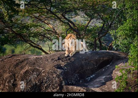 Maschio enorme Lion su un kopje, Serengeti National Park, sito patrimonio mondiale dell'UNESCO, Tanzania Africa Foto Stock