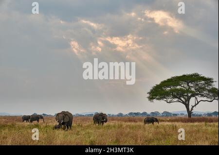 Paesaggio con una mandria di elefanti africani (Loxodonta africana) e nuvole con raggi solari, Parco Nazionale Serengeti, Tanzania, Africa Foto Stock