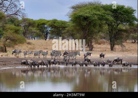 Mandria di selvaggina e pianure zebra (Equus quagga) a Waterhole, Parco Nazionale Tarangire, Tanzania, Africa Foto Stock