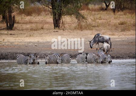 Mandria di pianure zebra (Equus quagga) bere a waterhole, Parco Nazionale Tarangire, Tanzania, Africa Foto Stock