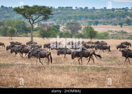 Pascolo blu selvatico (Connochaetes mearnsi) su grande migrazione attraverso il Parco Nazionale Serengeti, Tanzania, Africa Foto Stock