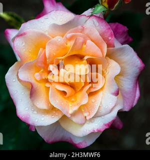 Un bellissimo fiore di rosa con gocce di pioggia Foto Stock