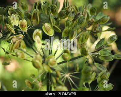 Primo piano di teste di semi di parsnip di vacca selvaggia verde contro uno sfondo naturale sfocato Foto Stock