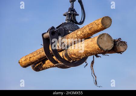 Una gru con ganasce carica tronchi di albero, sul dorso blu. Foto Stock