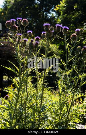 Cardo gigante, cardo, carciofo ornamentale, molto popolare con le api in estate, le piante raggiungono 8 piedi di altezza. Cynara cardunculus. Pianta architettonica Foto Stock