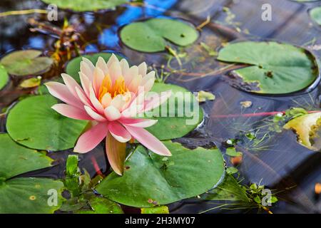 Lilly pads e fiore rosa in piccolo stagno Foto Stock