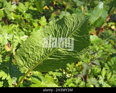 Primo piano di una grande giovane foglia di bacino comune in vegetazione boschiva alla luce del sole primaverile Foto Stock