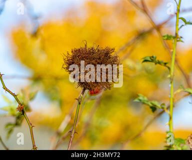 Gall matura ( Rhodites - Diplolepis rosae ) su un ramo di rosa anca (Rosa canina ) in autunno, albero di sfondo con foglie gialle. Foto Stock
