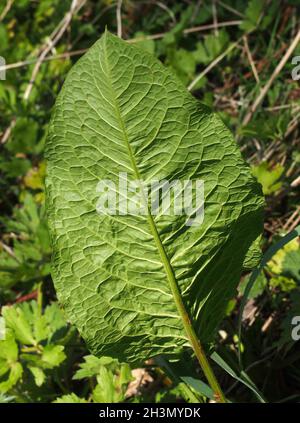 Primo piano di una grande giovane foglia di bacino comune in vegetazione boschiva alla luce del sole primaverile Foto Stock