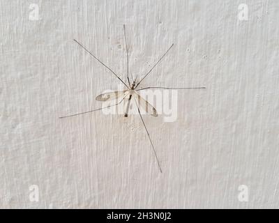 Closeup colpo di Crane volare, zanzara isolato sulla parete bianca Foto Stock